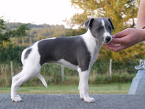 Chiot whippet bicolore bleu