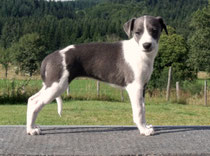 Chiot whippet bicolore bleu