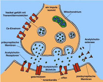 Synapsen biolehrers jimdo page!