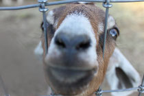 Goat Bros. & Does Landscapers, 2014. Nicole Harper© 