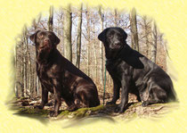 www.labrador-vom-sandkoeppchen.de