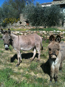 âne, ane à vendre,ânon,34,30,31,12