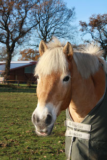 Reiten lernen Hamburger Reitschule