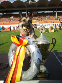 Gipsy ist Vize-Sieger Agility der BSP 2012