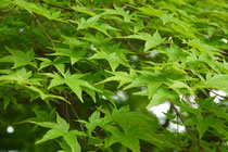 イロハモミジ (Acer palmatum)