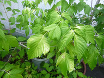 ネグンドカエデ (Acer negundo)