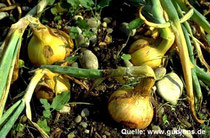 Küchenzwiebel - Allium cepa