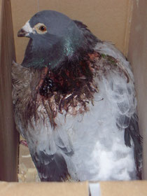 8 Jähriger Zuchtvogel.