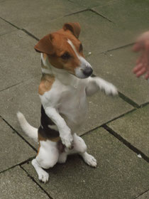 TIMMI der W_HUND!