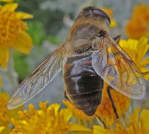 Petite abeille au travail : Giriard'girls, Cathy & James le jeudi 13 juin (Agrandissable)