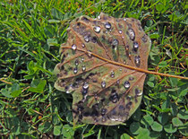 Pluie ou rosée ? (Agrandissable)