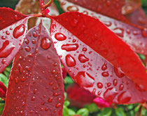 la pluie sur les feuilles : idéal !