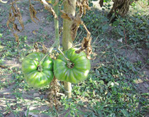 Les tomates sont en retard