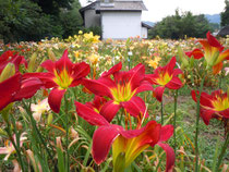 2013年・花盛りのヘメロカリス園