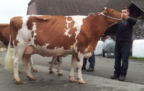König's Classic FLORETTA