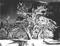 Ansel Adams: Half Dome, Apple Orchard, Yosemite, 1933