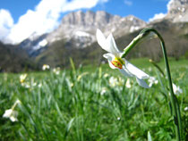 Gresse en Vercors - Grand Veymont - Printemps Automne