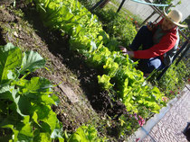 AMIGOS EN LA HUERTA, TAMBIEN EN FACEBOOK HUERTA ECOLOGICA LEONARDO CLAUDIO MENENDEZ DIANA.