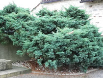 Masse végétale de Juniperus