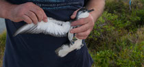 Little Shearwater with geolocator on tarsus.