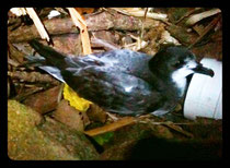 Gould's Petrel at nest box entrance