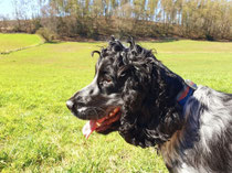 Fully insured - looking after your dogs like they were my own.