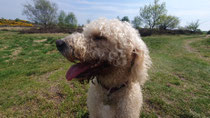 Lily.........the Labradoodle.