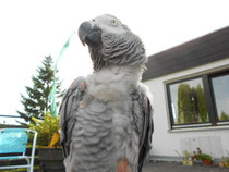 Oskar