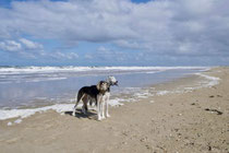 Am Strand in Callantsoog - Netherland