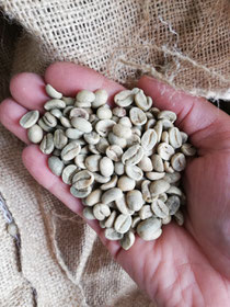 Rohkaffee aus Nicaragua