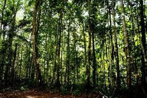 Bosques de Caatinga