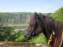 Pferde & Reiten