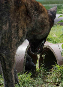 Faido wil graag spelen, pup zoekt liever de bescherming op.