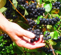 Aroniaernte von Hand mit reifen Aronia im Herbst 