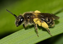 http://cdn.fotocommunity.com/images/Bienen-Wespen-Ameisen/Bienen-incl-Hummeln/Wildbiene-unter-1cm-a24500302.jpg