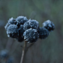 Winter in Berlin-Pankow
