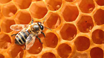 Abeille Buckfast dit Frère Adam