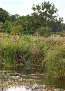 Teichanlage mit Nilgänsen