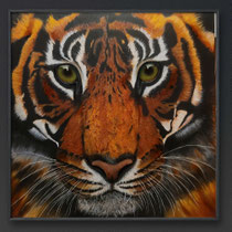 Tijger, 100x100cm, olieverf