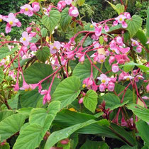 Begonia grandis evansiana