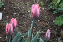 Tulipa Pretty Princess