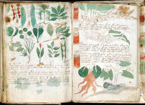 Grauer Hof - Ausstellung "Das Voynich Manuskript"