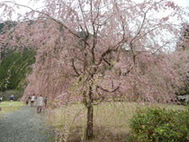 しだれ桜まつり