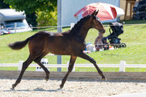 Fiorino vom Fair Deal aus Rubina.