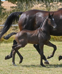 Fogaro von Fair Deal Old x Bernay x Millennium 
