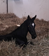 , Figaro" Fair Deal Old aus Black Pearl 