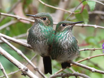 COLIBRIS EN MINDO