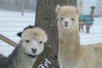 Marcel Marceau, Sebastian, and Andina