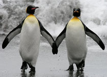 Two penguins