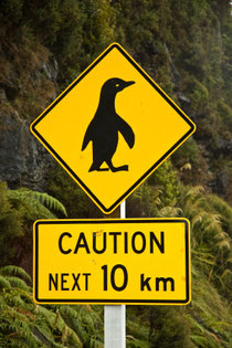 Road sign: Penguins crossing